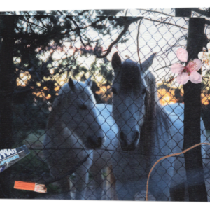 005. Postales desde los márgenes de la ciudad: caballos blancos
